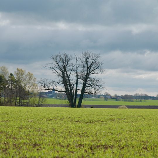 Eiche mit siebengeteiltem Stamm