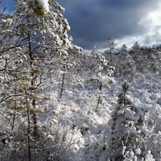 Mežole Nature Reserve