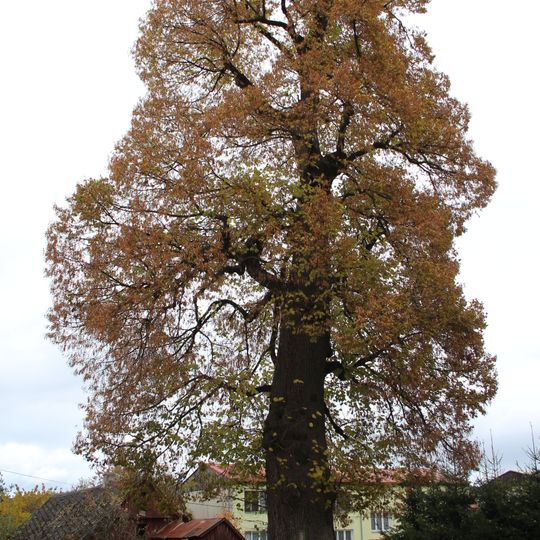 Lípa v Lesné na návsi