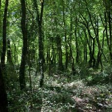 Riserva regionale di Guardiaregia-Campochiaro