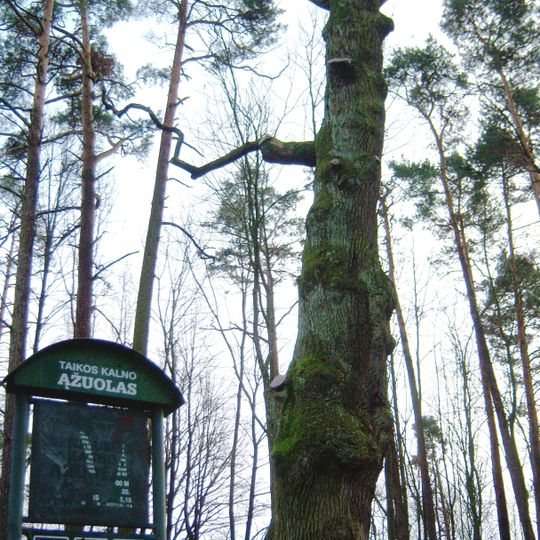 Taikos kalno ąžuolas