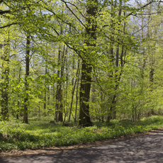 Im Pfaffendriesch bei Freiensteinau