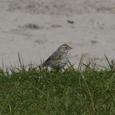 Sable Island Migratory Bird Sanctuary