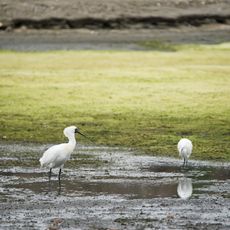 Migratory Bird Sanctuaries along the Coast of Yellow Sea-Bohai Gulf of China