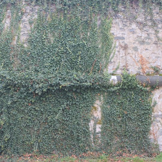 Teil d. Kardinalschütt