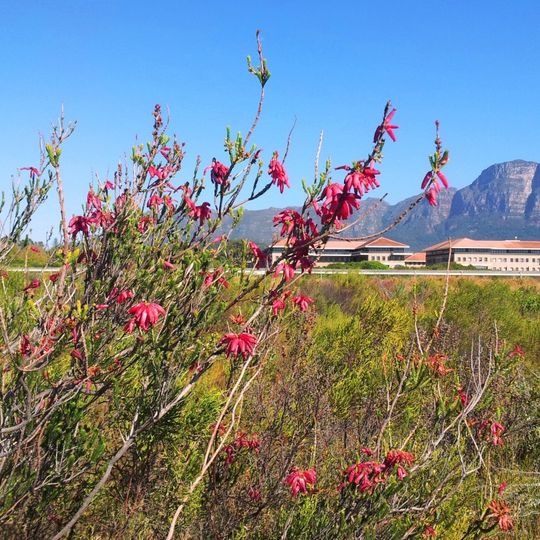 Kenilworth Racecourse Conservation Area
