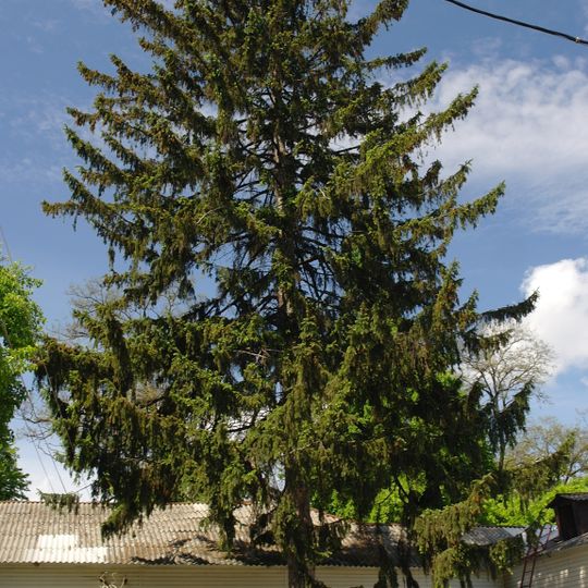Norway spruce