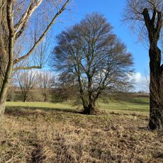 Rheinaue