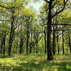 Forêt domaniale de Rambouillet