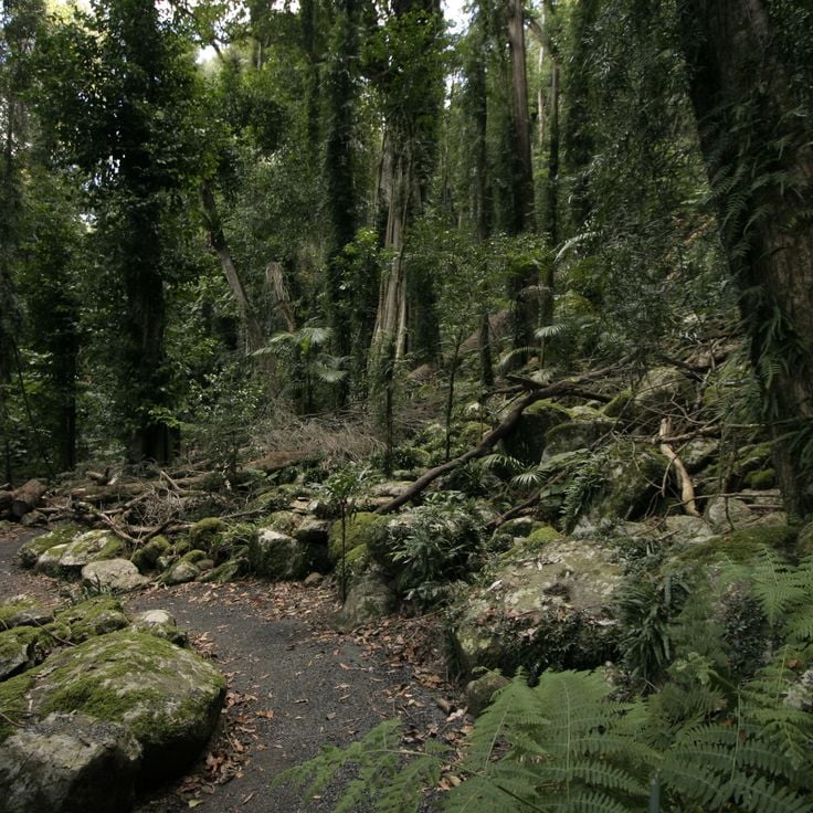 Dorrigo nasjonalpark