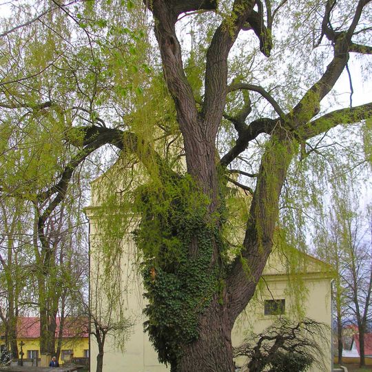 Vrba v Kamenném Újezdě