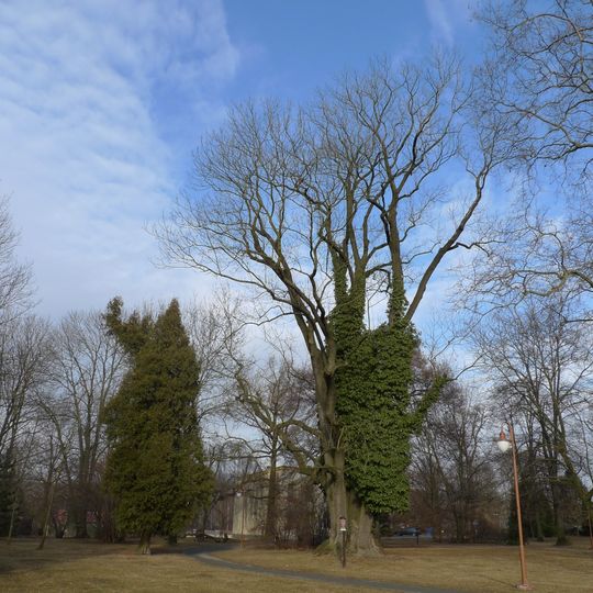 Jasan ztepilý v Třebovicích