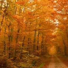Donauwörther Forst mit Standortübungsplatz und Harburger Karab