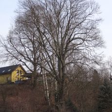 Jasan v Muzejní ulici