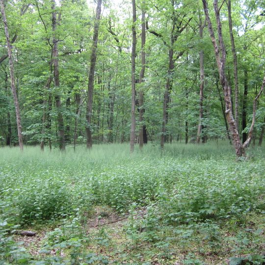 Brösen Glesien und Tannenwald