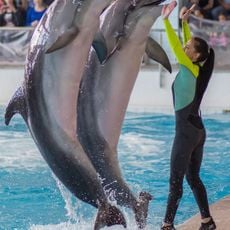 Dolphinarium in Naberezhnye Chelny