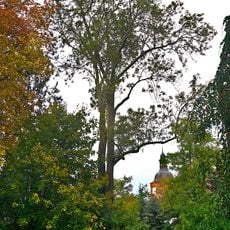 Naturdenkmal Gemeine Esche Parkrand östlich vom Schloss in Vetschau/Spreewald