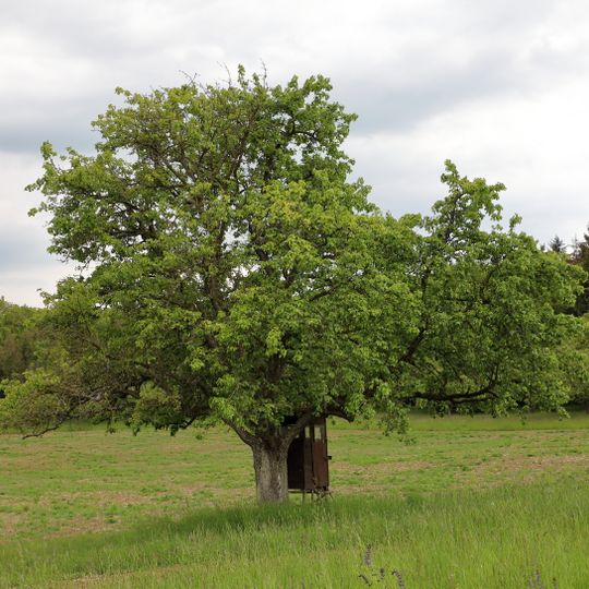 1 Birnbaum im Gewann „Gartenäcker“