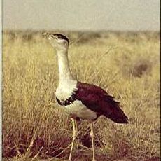 Kutch Bustard Sanctuary