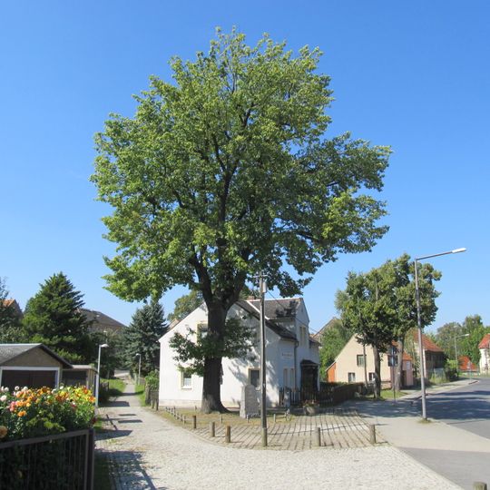 Albert oak Weißig