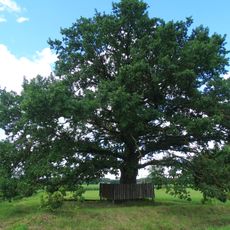 Bernardo Brazdžionio ąžuolas