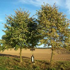 Kříž západně od Hojovic