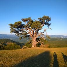 Sveti Bor