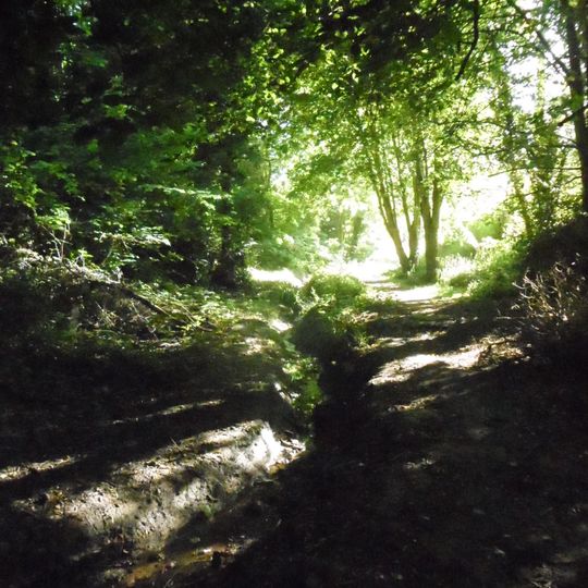Speckled Wood, Hastings