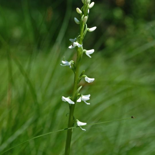 Rice Creek State Natural Area