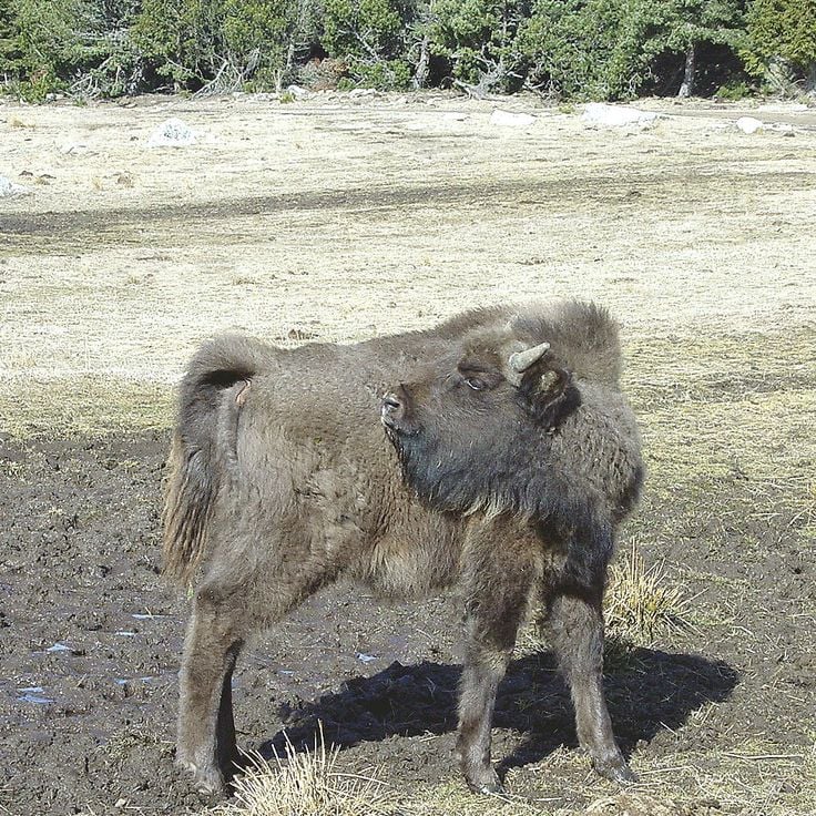Parco dei Bisonti di Sainte-Eulalie