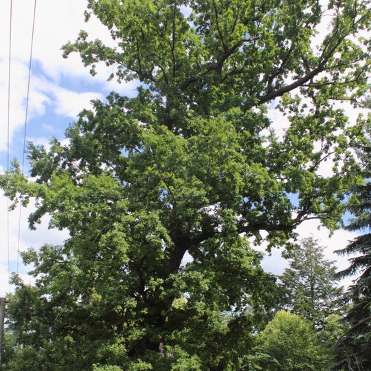 Dub v Horní Branné