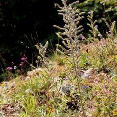 Burgberg von Burglengenfeld
