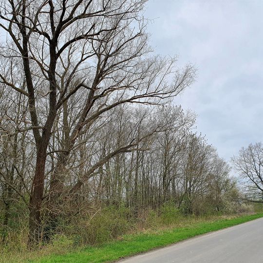 Riparian forest near lake Schladitz