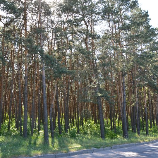 Pine trees near Lisoparkova blvd.