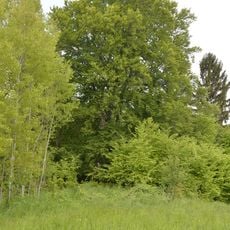 European Beech in Popluží