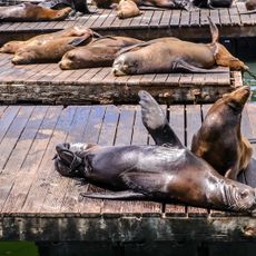 Pier 39 Sea Lions