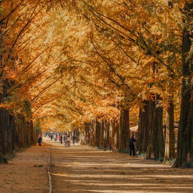 Metasequoia-ro