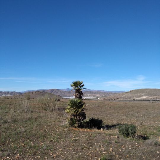 Palmito del Cortijo de Doña Francisca