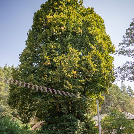 Lípa u Hlaváčova mlýna