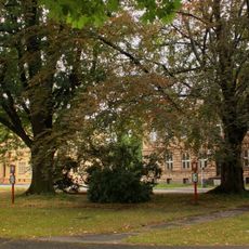 Dub a buk na náměstí Míru