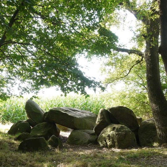 Großsteingräber auf der Buschhöhe