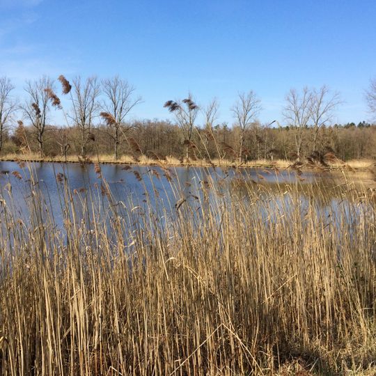 NSG Niedemoor im Widdauer Wald