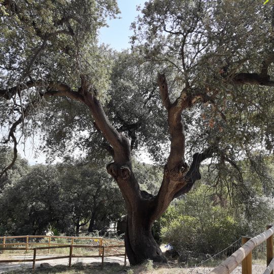 Chênes-verts de can Camps