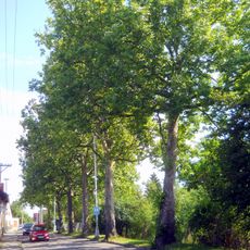 Platanové stromořadí Platanka