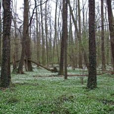 Nature reserve Polesie Konstantynowskie