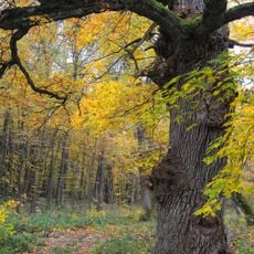 Forest planting oaks age
