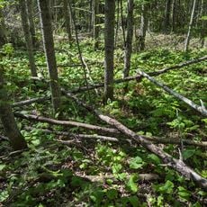 Red Lake State Forest