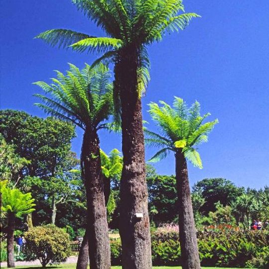 Logan Botanic Garden