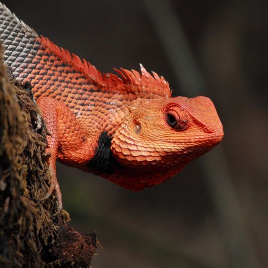Parco nazionale di Chandoli