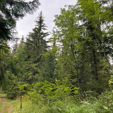 Посадки пихты, лиственницы, клена, сирени (Сортавальское г.п.)